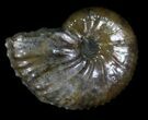 Discoscaphites Ammonite - South Dakota #22681-1